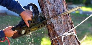 Best Tree Disease Treatment  in Pierceton, IN
