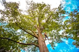 Best Stump Grinding and Removal  in Pierceton, IN