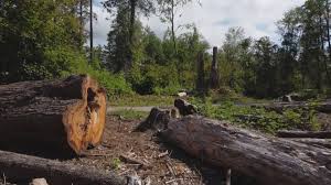 Seasonal Cleanup (Spring/Fall) in Pierceton, IN