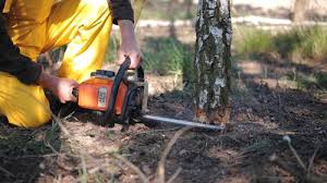 Best Lawn Disease Treatment  in Pierceton, IN