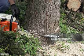 Best Tree and Shrub Care  in Pierceton, IN