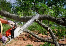 Best Tree Removal  in Pierceton, IN