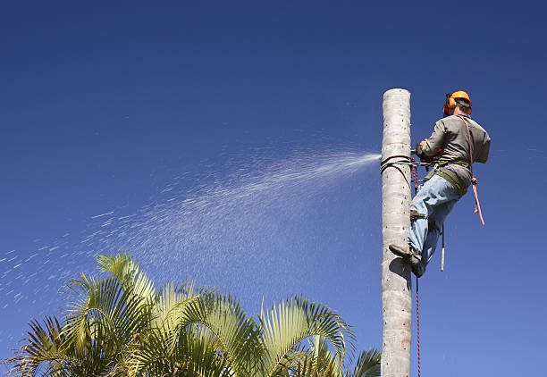 Best Lawn Renovation and Restoration  in Pierceton, IN