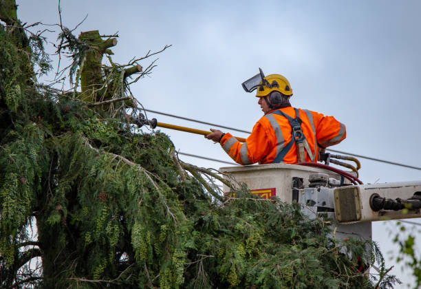 Best Root Management and Removal  in Pierceton, IN