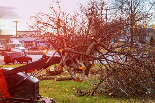 How Our Tree Care Process Works  in  Pierceton, IN