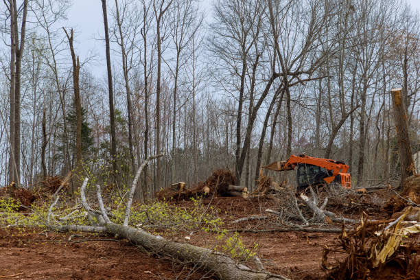 Reliable Pierceton, IN Tree Care Solutions