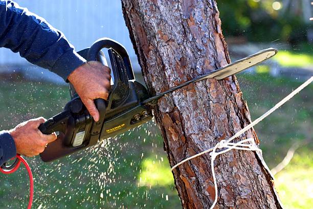 Best Tree Maintenance Programs  in Pierceton, IN