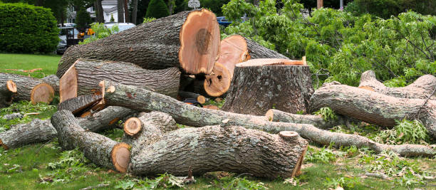 Best Emergency Tree Removal  in Pierceton, IN