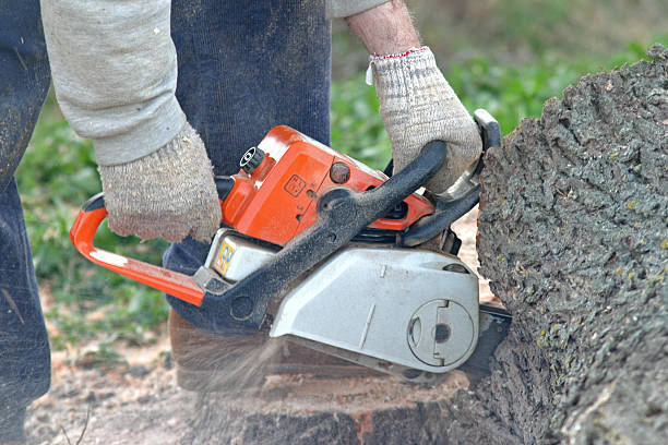 Best Tree Mulching  in Pierceton, IN