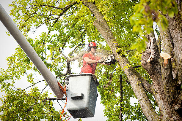 Best Tree Health Inspection  in Pierceton, IN