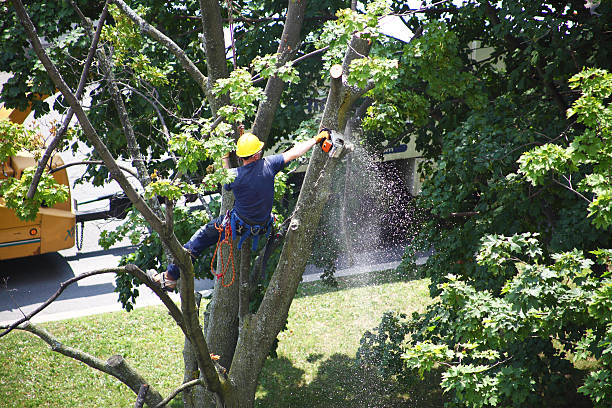 Best Firewood Processing and Delivery  in Pierceton, IN
