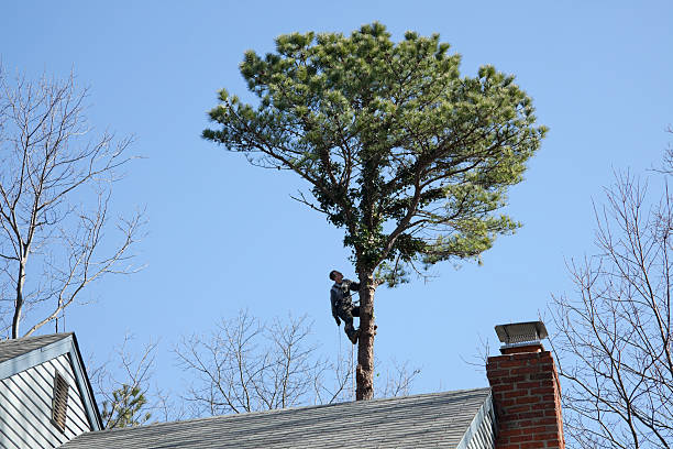 Best Lawn Pest Prevention  in Pierceton, IN