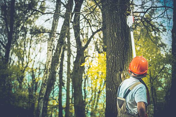 Best Hazardous Tree Removal  in Pierceton, IN