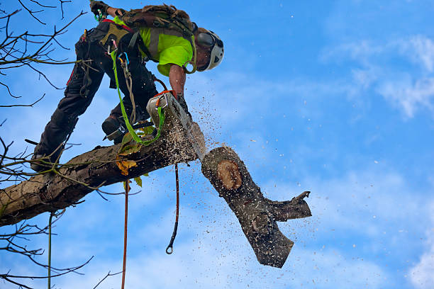 Lawn Pest Prevention in Pierceton, IN