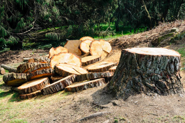 Best Lot and Land Clearing  in Pierceton, IN